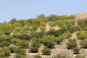 Discovering the Unique Characteristics of Malatya Apricots