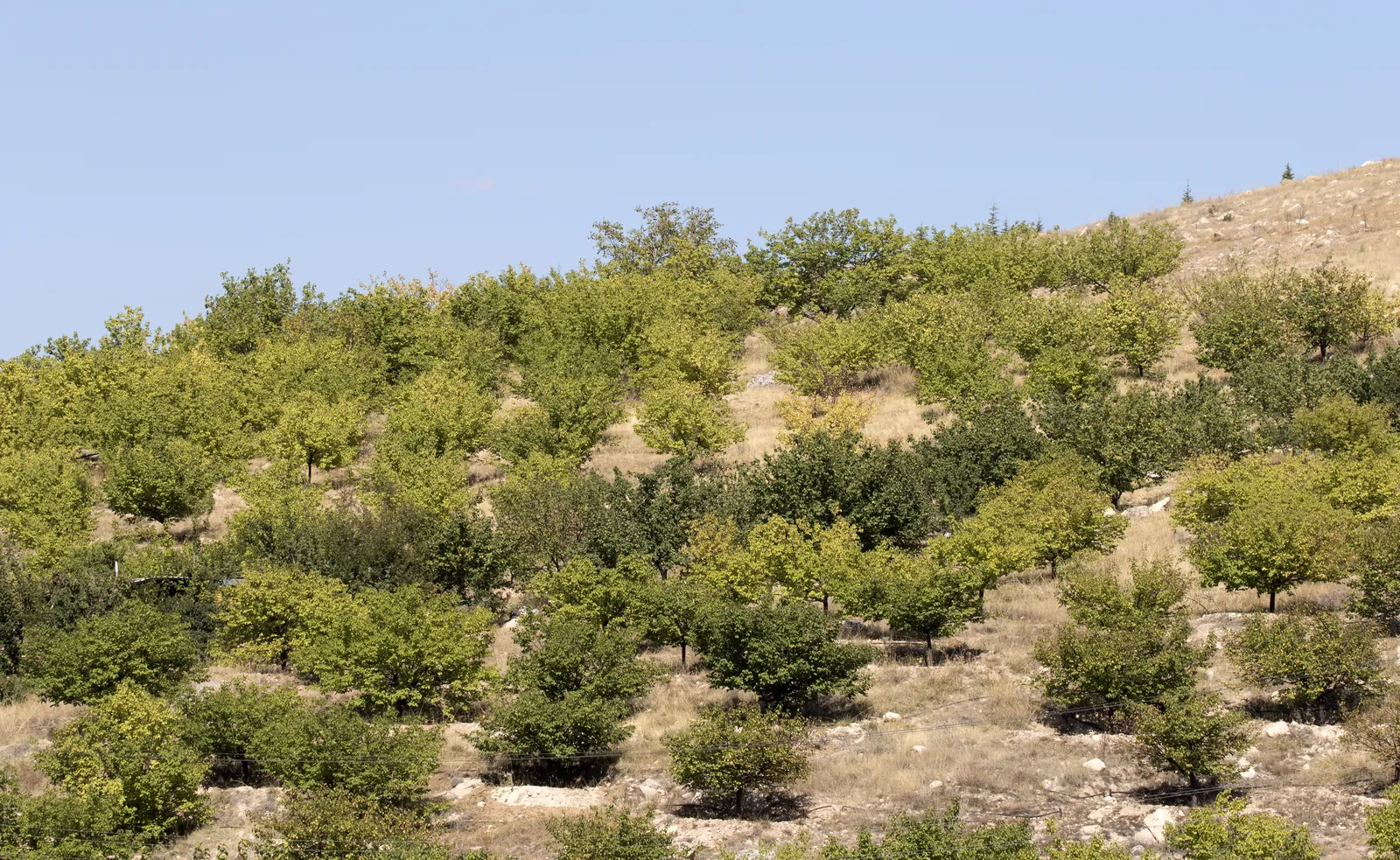 Discovering the Unique Characteristics of Malatya Apricots