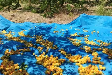 Malatya Kayısı Özellikleri: Tarihten Gelen Lezzet