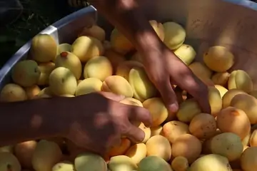 Malatya Kayısısı Neden Ünlü?