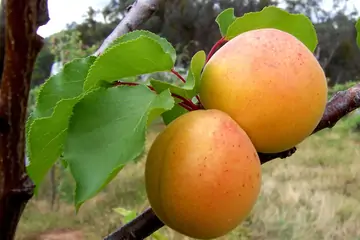 Malatya Kayısısı Neden Ünlü? Öne Çıkan Özellikleri ve Tarihi