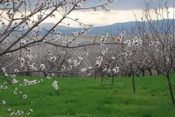 Malatya Kayısısı Neden Ünlü? Tadı ve Tarihiyle Öne Çıkan Lezzet