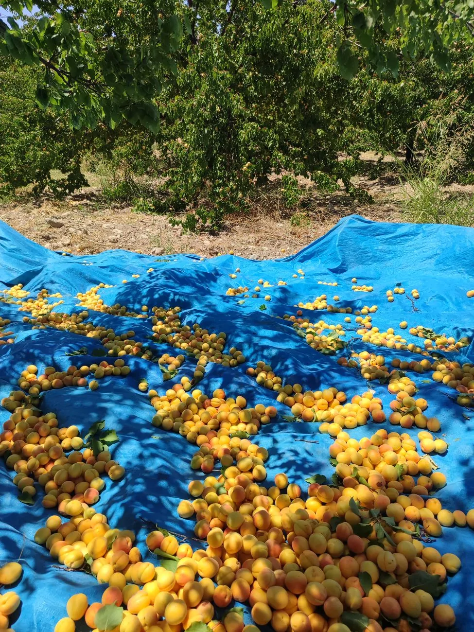 The Fame of Malatya Apricots: Why Are They So Renowned?