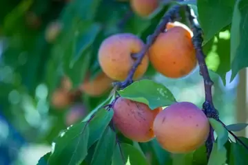 Malatya Kayısı Besin Değeri: Sağlığa Faydaları ve Özellikleri
