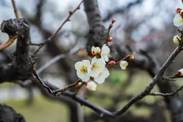 Malatya Kayısı Çeşitleri: Ünlü Kayısıların Sırları