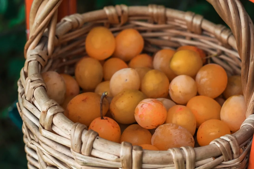 Discover the Amazing Benefits of Malatya Kayısı