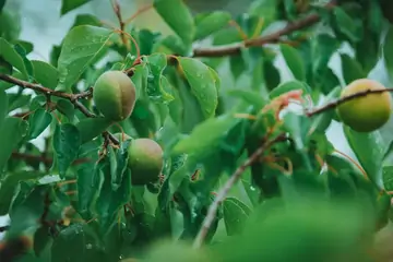Malatya Kayısı Tarihi: Kültürel Miras ve Ekonomik Değer